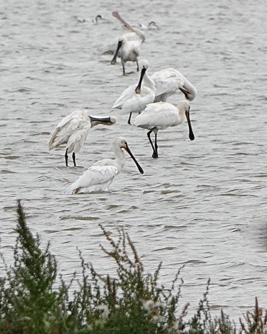 spoonbill